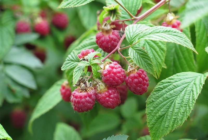 Raspberry: a Perfect Fruit for Any Garden?