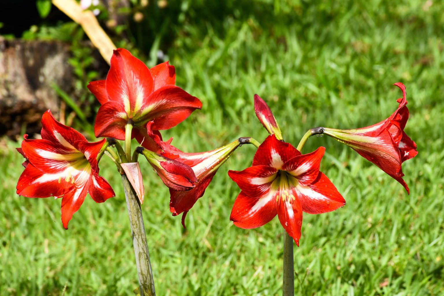 Growing Amaryllis to Flower in Winter Star of Nature