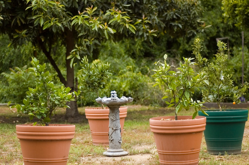Growing Fruit Trees in Pots