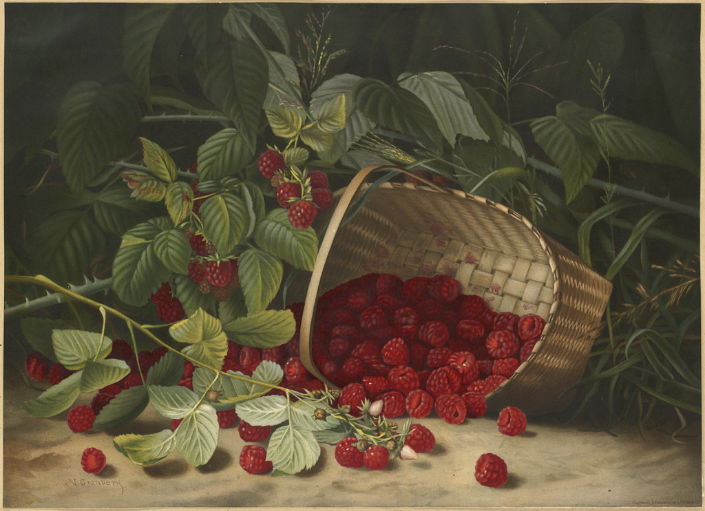 Growing raspberry: painting by Virginia Granberry.