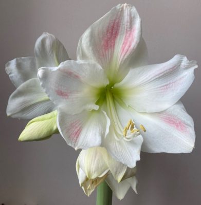 Reblooming Amaryllis: Two Ways to Grow Amaryllis Bulbs Indoors - Star ...