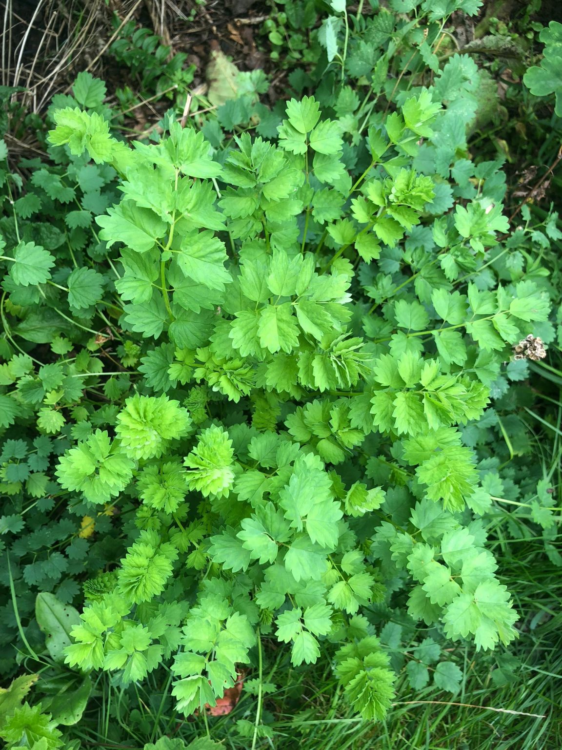 Salad Burnet Star Of Nature