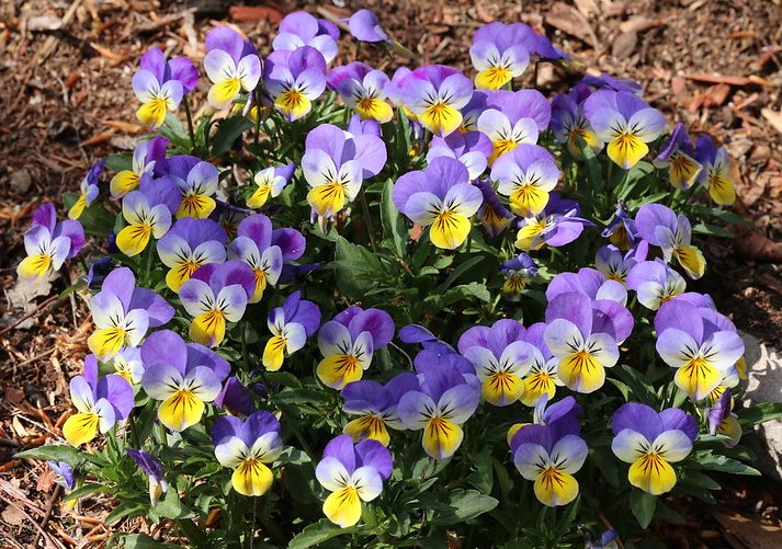 Pansies growing on a flower bed.