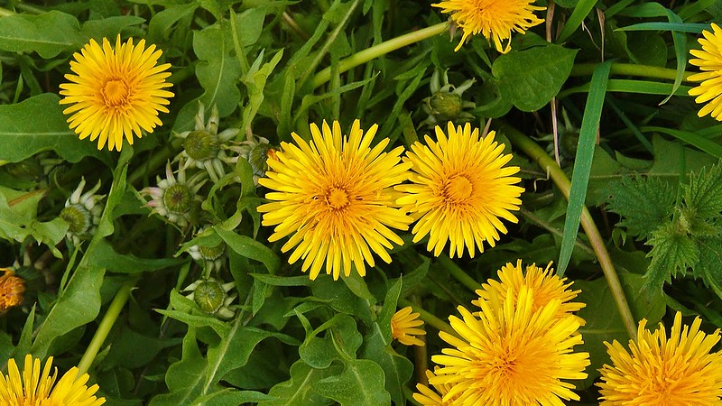 Dandelion as a vegetable: flowers and leaves.