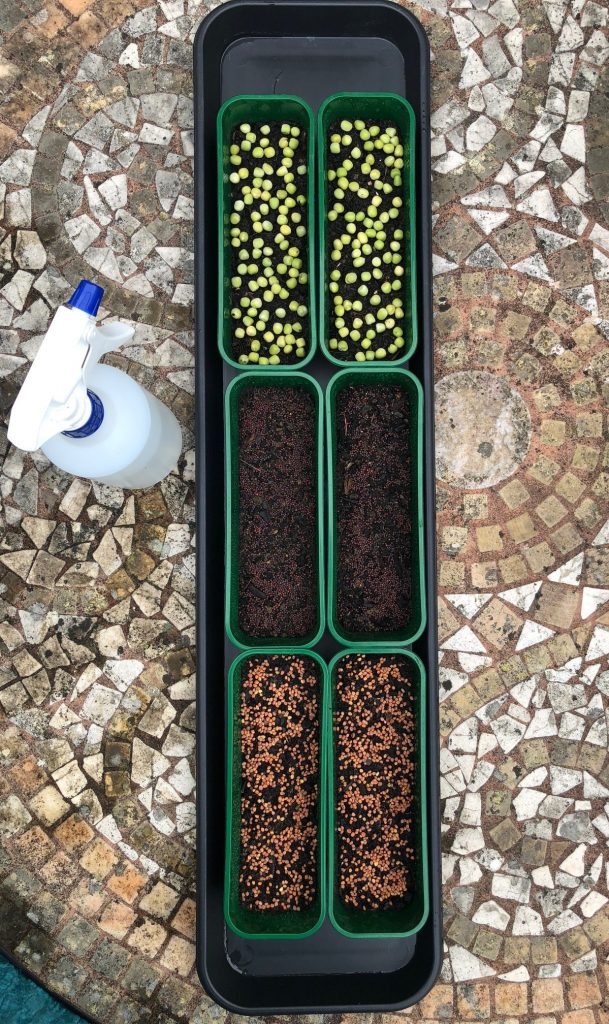 Microgreens seeds planted in containers.