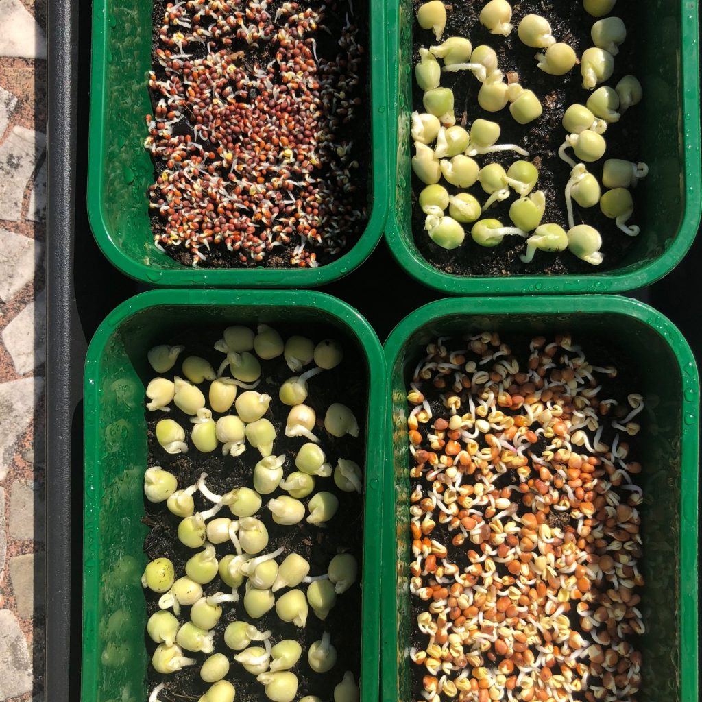 Microgreens seeds growing in containers.