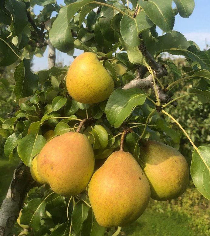 Review of The Lost Orchard by Raymond Blanc: pear tree with fruit.