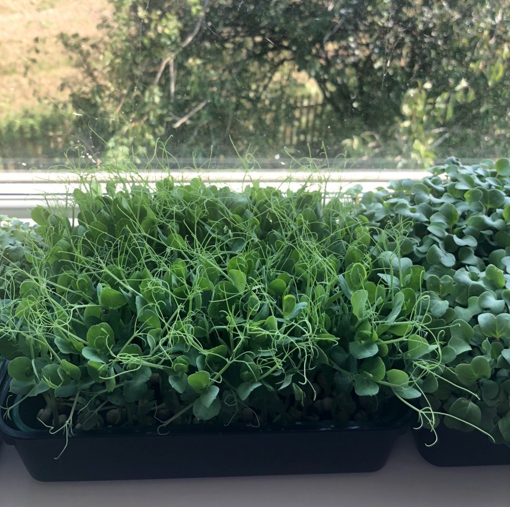 Indoor garden: growing microgreens at home on a window sill.
