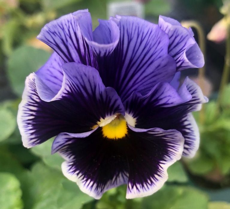 Growing and Eating Pansies Star of Nature