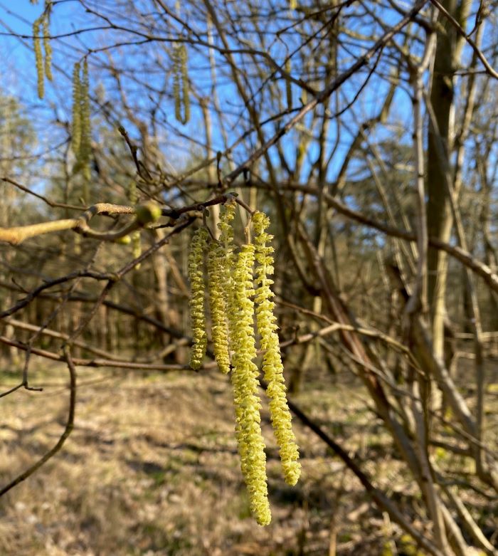 Hazel flowers provide insects with pollen in spring.