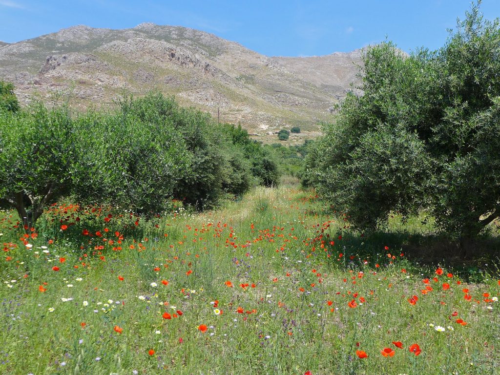 A Mythological Garden in Odyssey: olive trees and wild flowers.