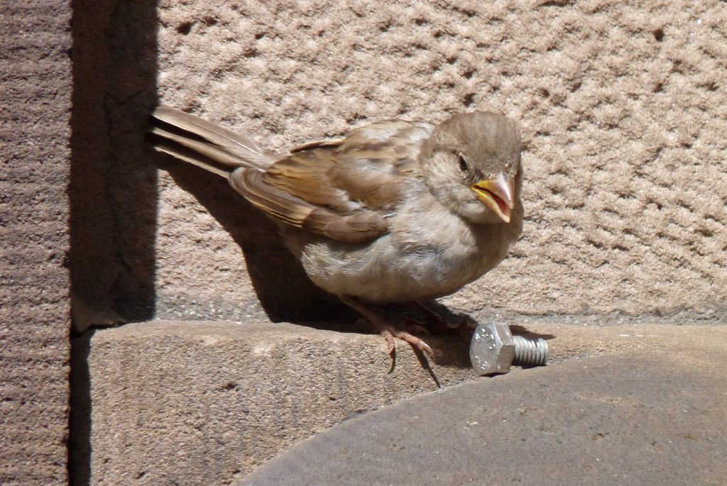 A sparrow.