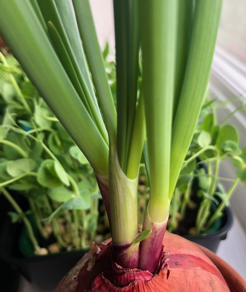 Windowsill Salad Garden: Growing Spring Onions