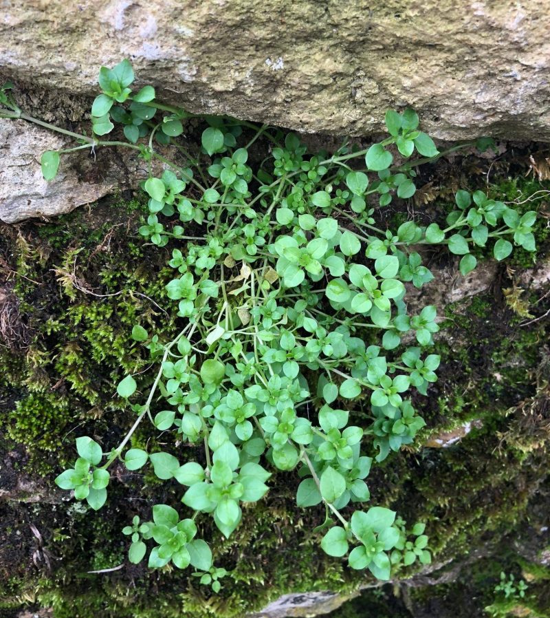 Chickweed: A Weed or a Delicious Salad Crop?