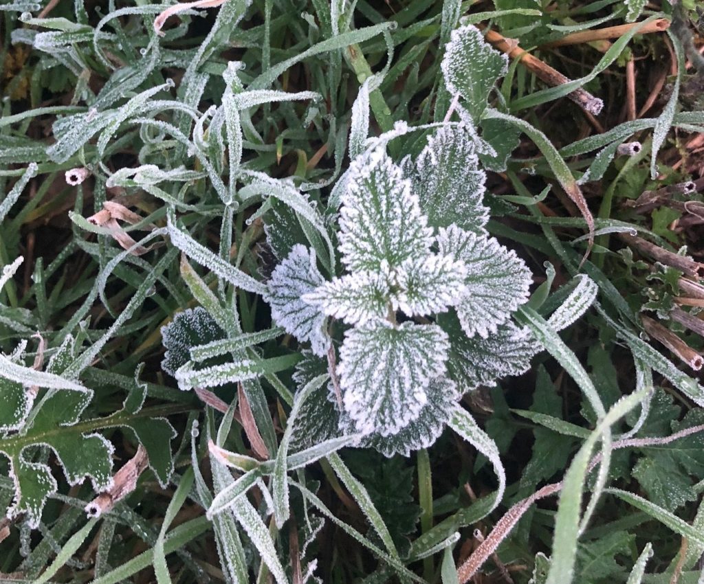 Cooking with Nettles: frost-covered nettle in late November