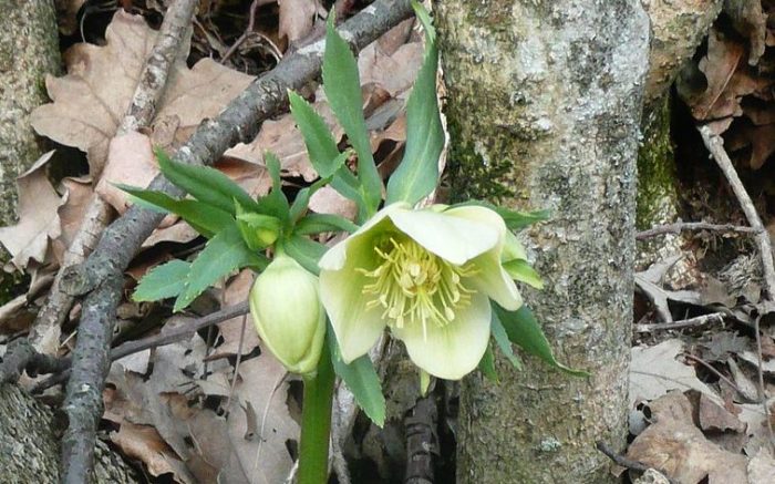 Hellebore – a Christmas Rose or a Lenten Rose? Detailed Growing Advice