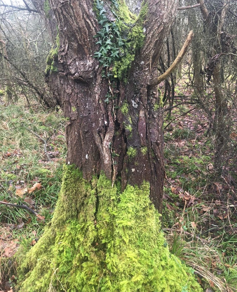 Old tree in the wood.