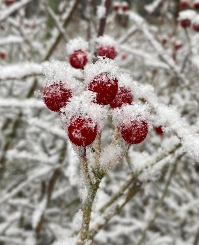 Berries under snow.