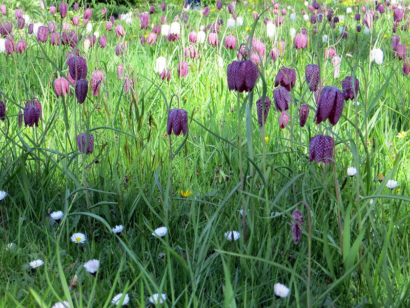 Fritillaries can be naturalized in rewilded lawns.