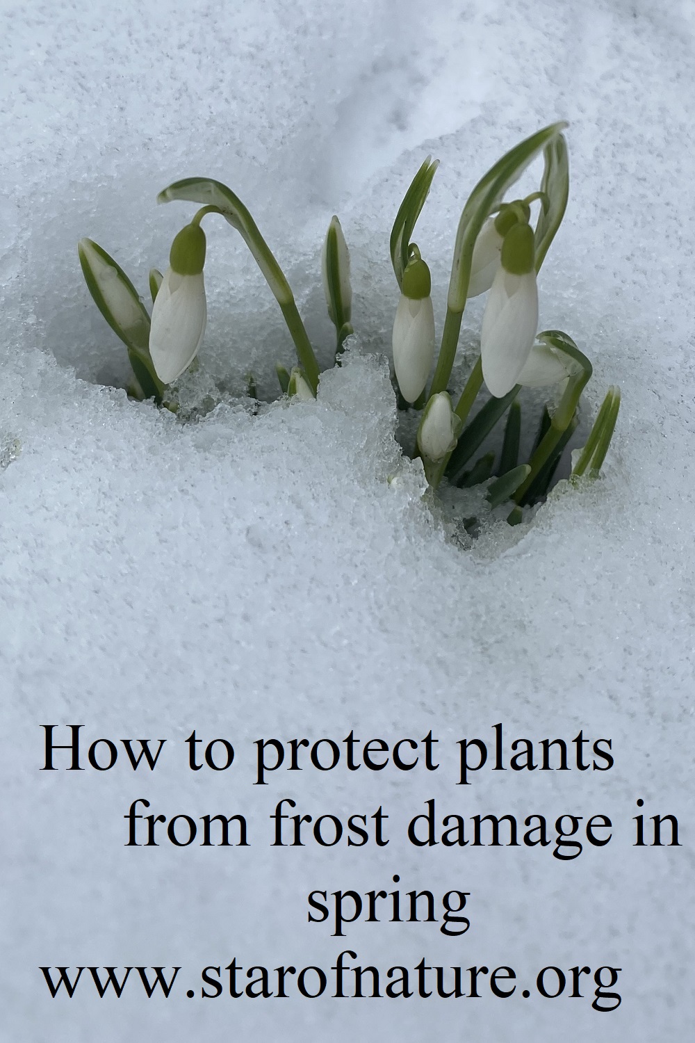 How to protect plants from frost damage in spring Star of Nature