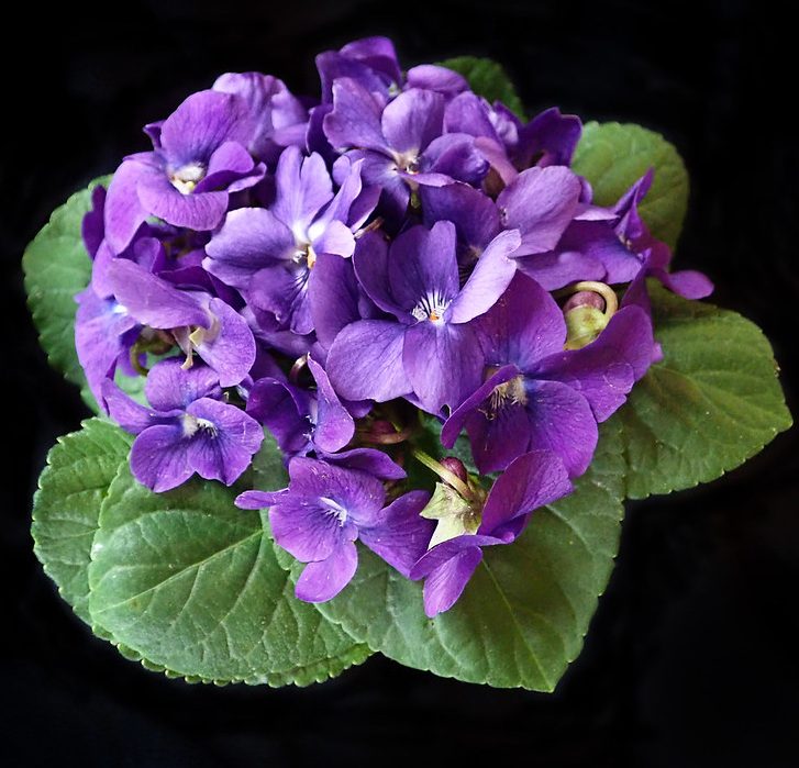 Bouquet of violets.