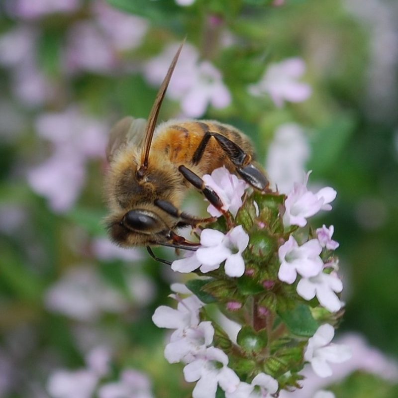 How to Make your Vegetable Garden Bee Friendly - Star of Nature