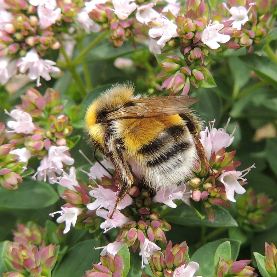 Bumble bee on oregano flowers - How to make your vegetable garden bee friendly.