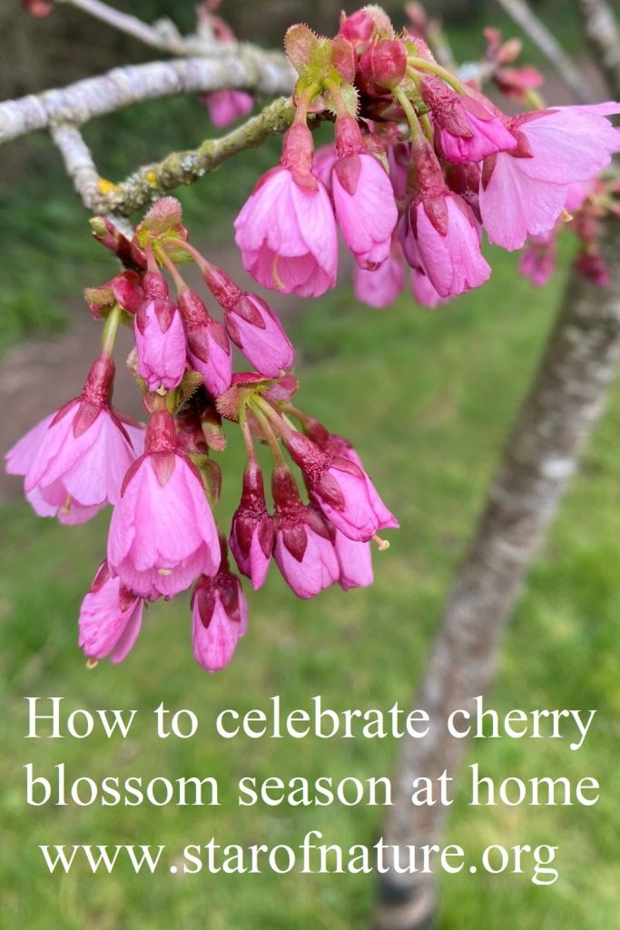 Pinnable image 'How to celebrate cherry blossom season at home'.