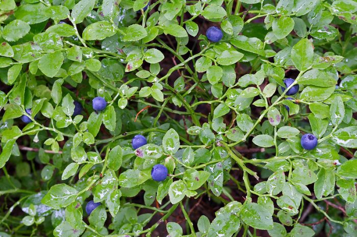 Wild blueperry prefers acidic soil (soil pH 4-5).