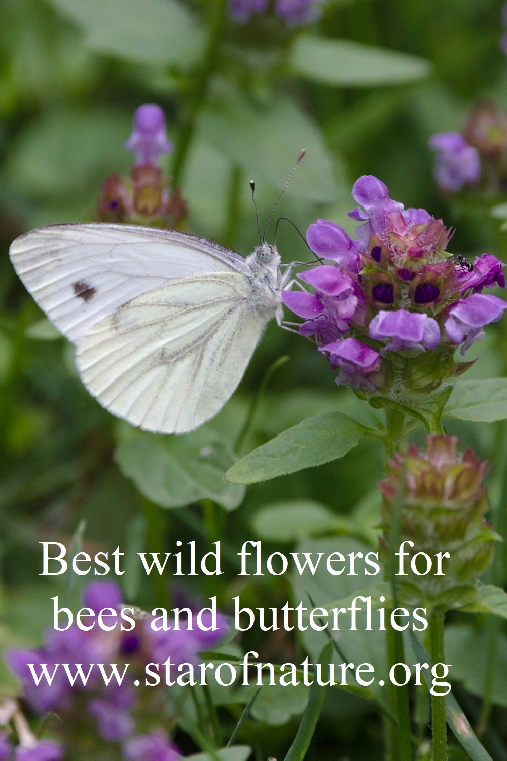 Best Wild Flowers for Bees and Butterflies Star of Nature