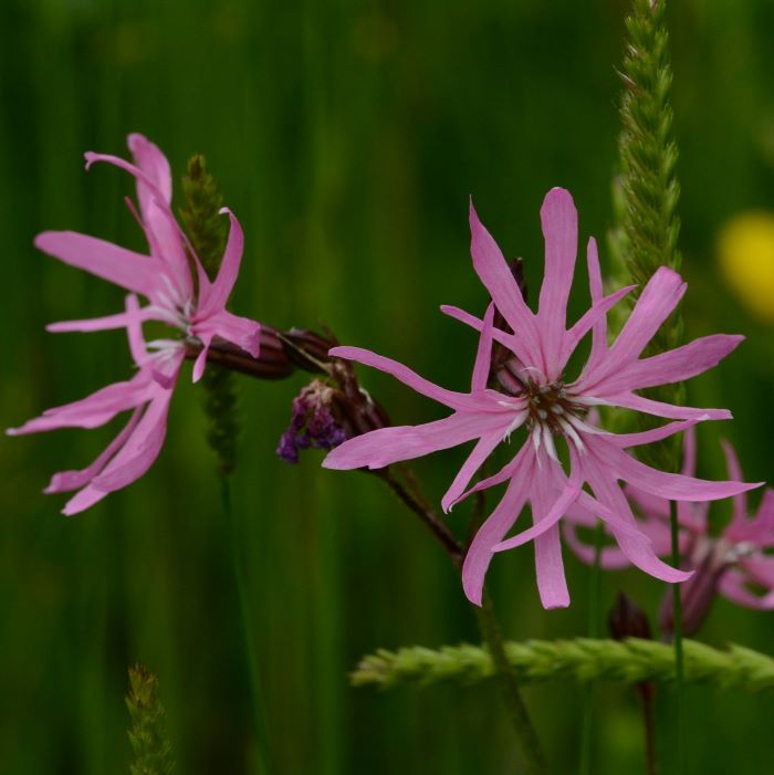 Wild flowers for bees: ragged robin.