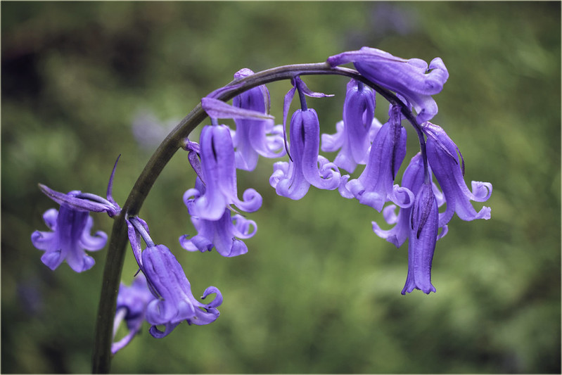 Best wild flowers for the garden: bluebell.