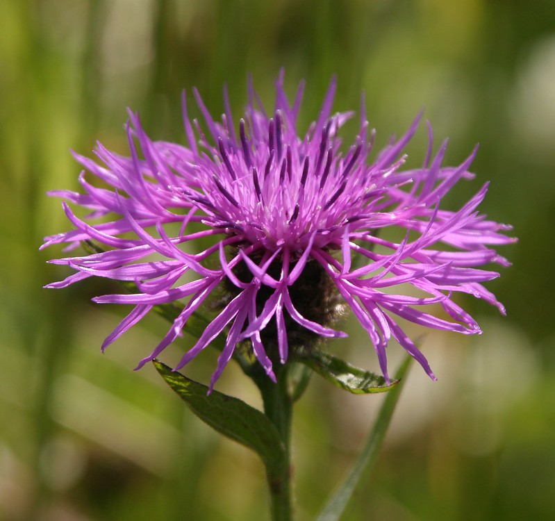 Best wild flowers for the garden: common knapweed.