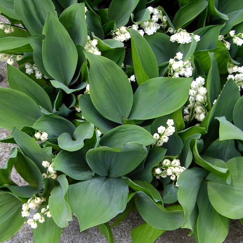 Lily-of-the-valley.