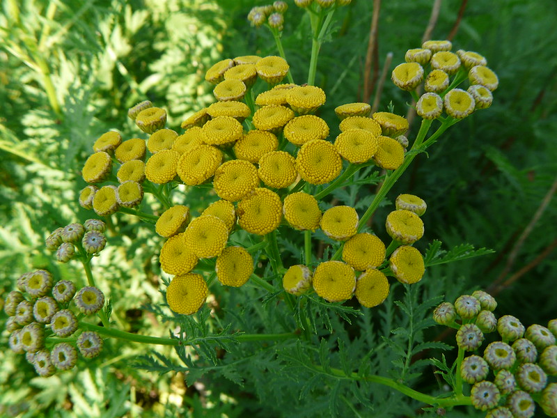 Best wild flowers for the garden: tansy.