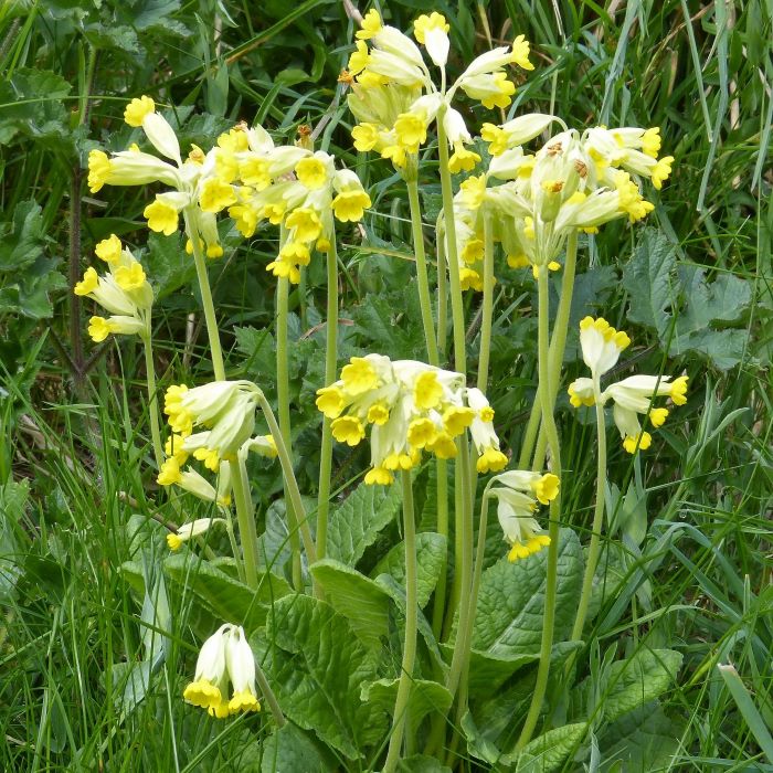 Medicinal Wild Flowers: cowslip.