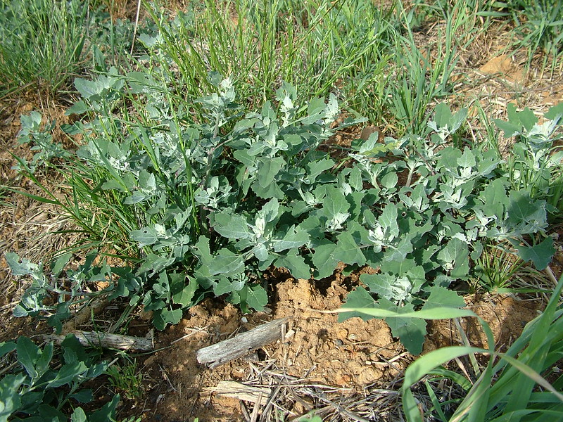 Fat-hen, a common weed.
