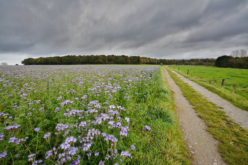 Organic weed control: field planted with phacelia as cover crop
