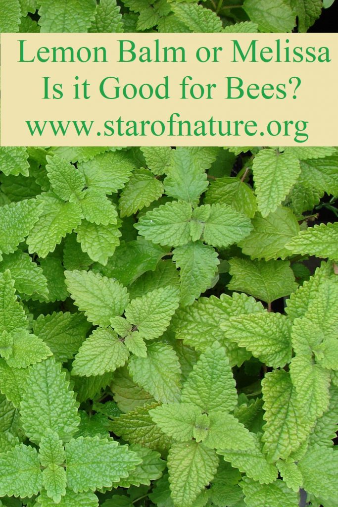 Lemon Balm or Melissa – Is it Good for Bees?