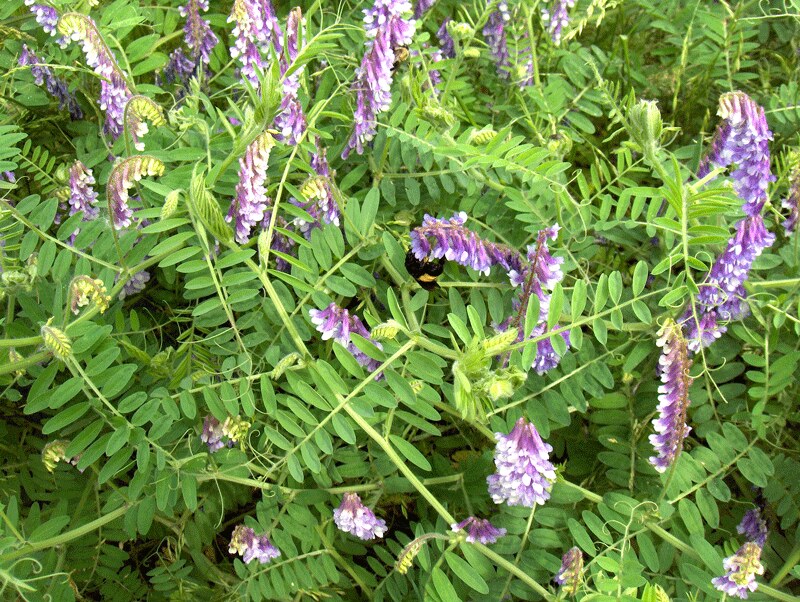 Best nectar-producing flowers for bees:  hairy vetch.