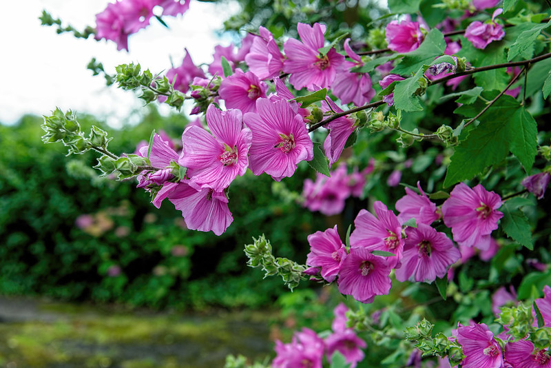 Best nectar-producing flowers for bees: tree lavatera.