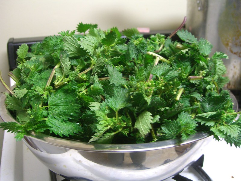 Cooking with nettles: nettles in a colander.
