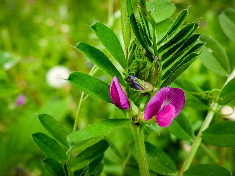 Green manures: common vetch.