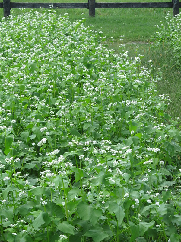 Green manures: buckwheat.