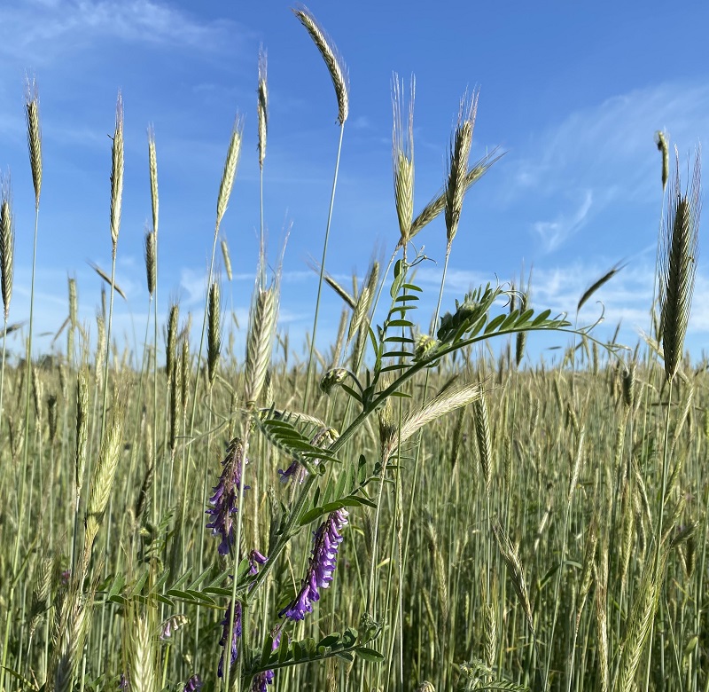 Green manures: rye and hairy vetch.
