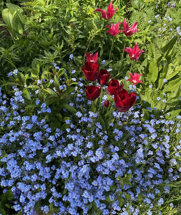 Growing forget-me-nots in the garden.