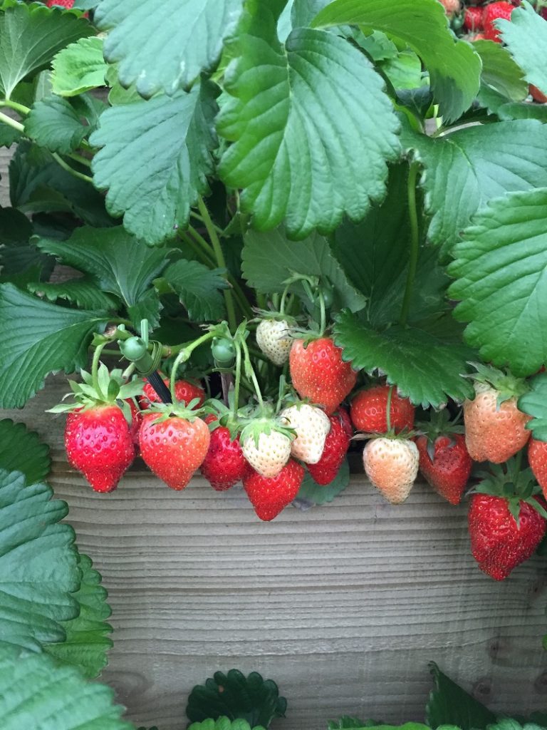 How to get rid of slugs: growing strawberries in pots.