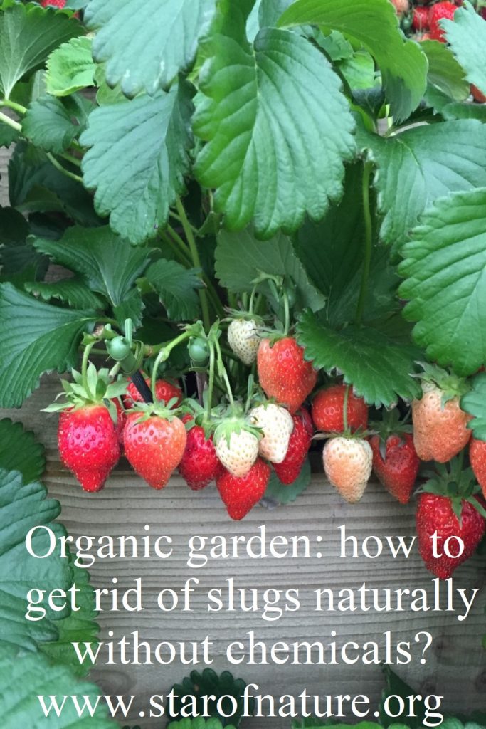 Organic garden: how to get rid of slugs without chemicals? - pin image.