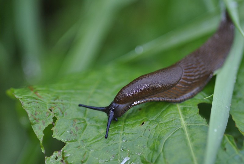 Organic garden: how to get rid of slugs without chemicals?
