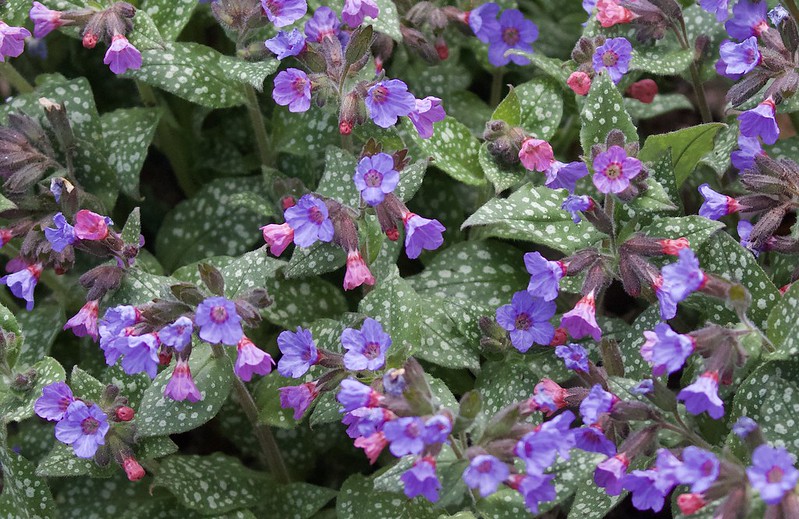 Best nectar-producing flowers for bees: lungwort.